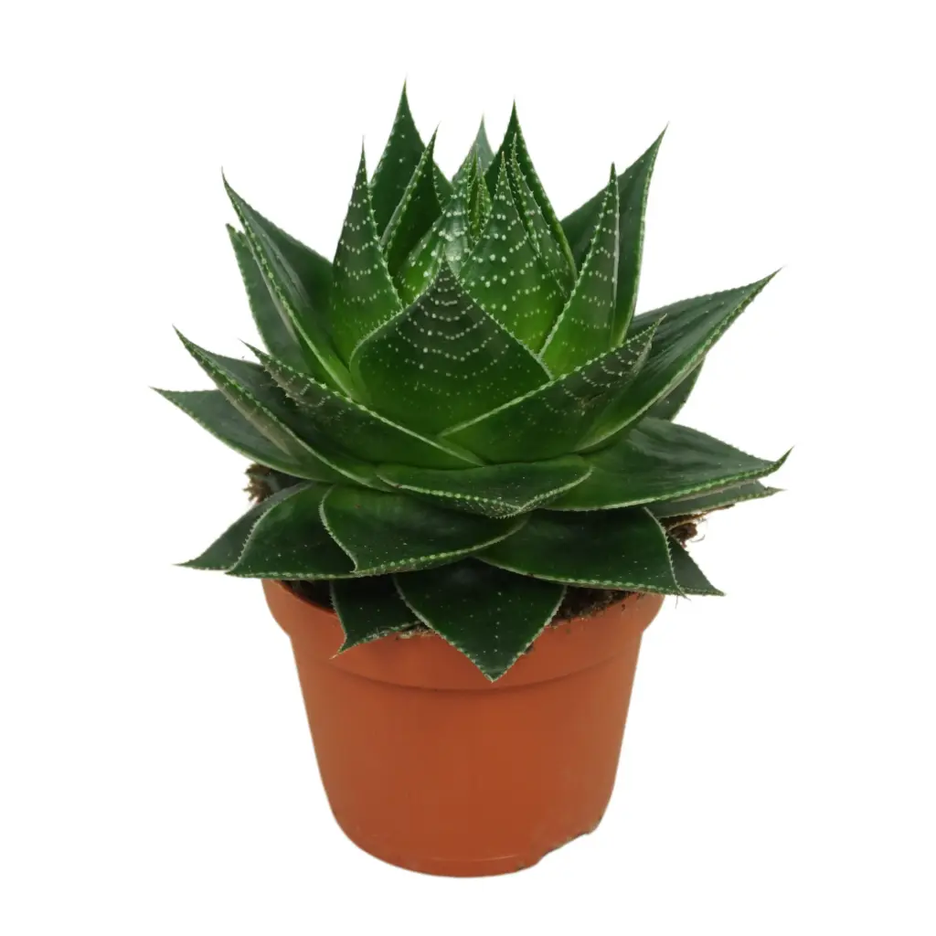 Aaloe 'Cosmo' P13cm 