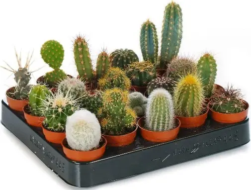 Kaktus mix P5,5cm
