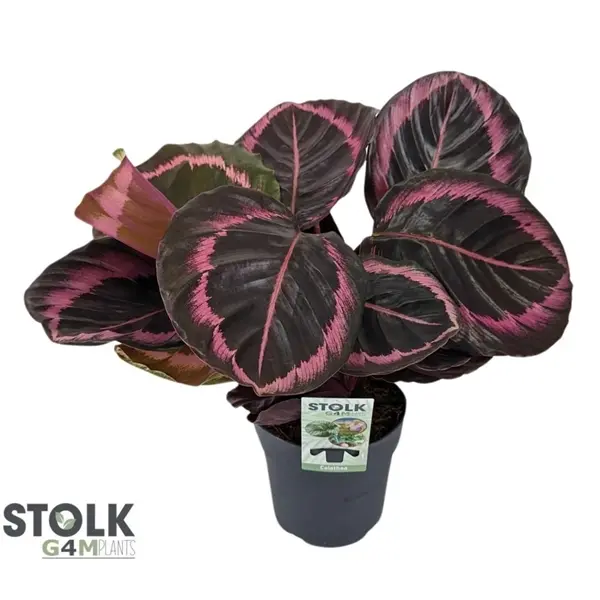 Vöötlehik Jessy P14/40cm