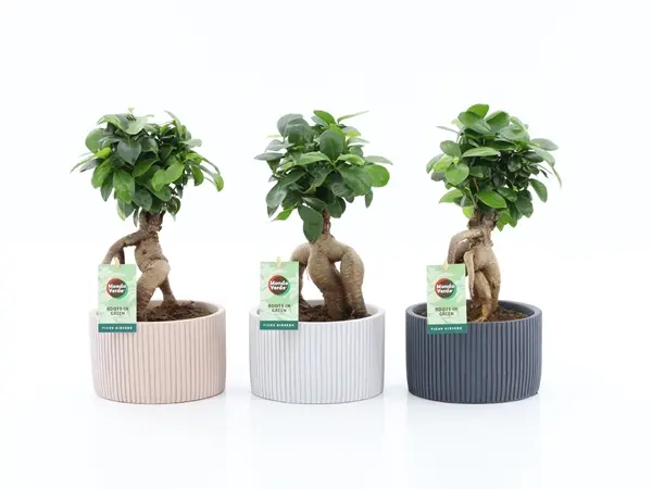 Viigipuu Ginseng ker.potis P15/30cm