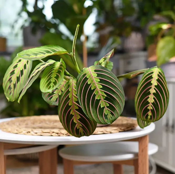 Valgeroodne maranta 'Fascinator' P12/40cm