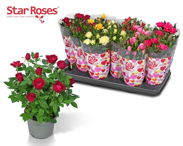 Potiroos Star Roses P10,5/25cm
