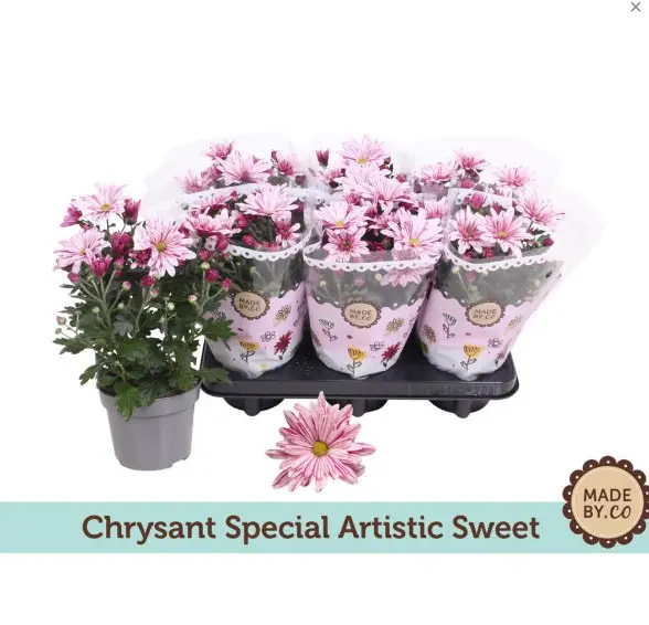 Potikrüsanteem Artistic Rosy P12cm