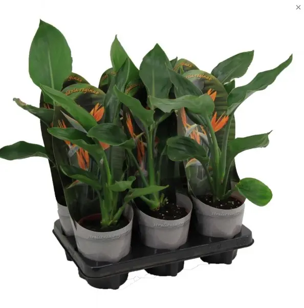 Paradiisilinnulill (streliitsia) P12cm