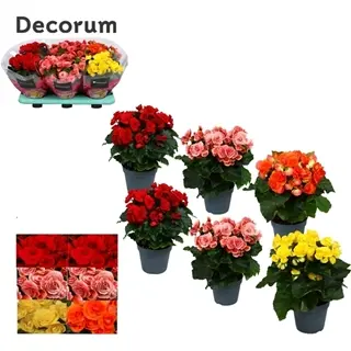 Roosbegoonia valik P14/25cm 