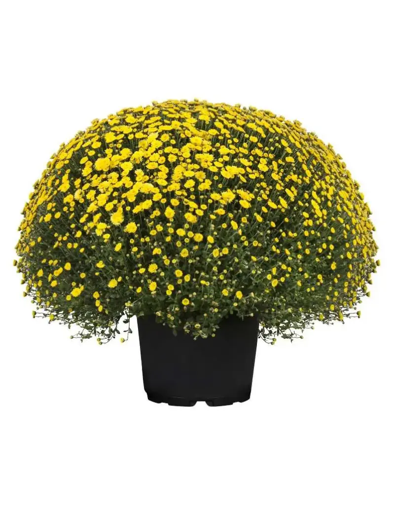 Potikrüsanteem P33/70cm