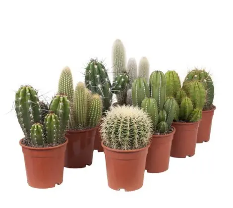 Kaktus mix P14cm 