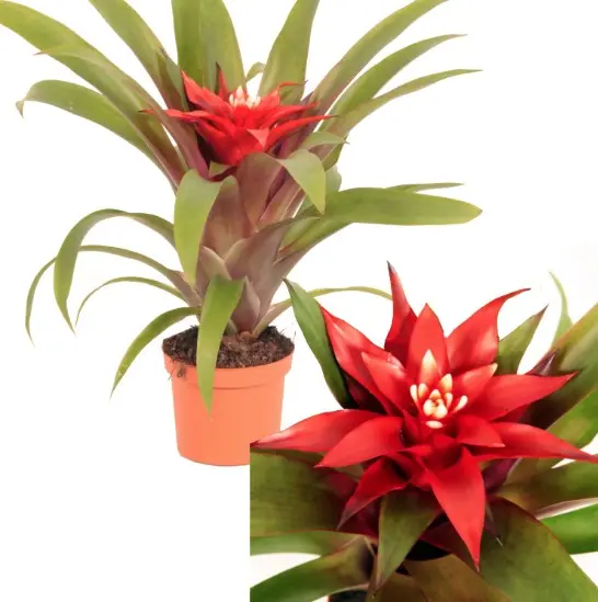 Gusmaania P10,5cm