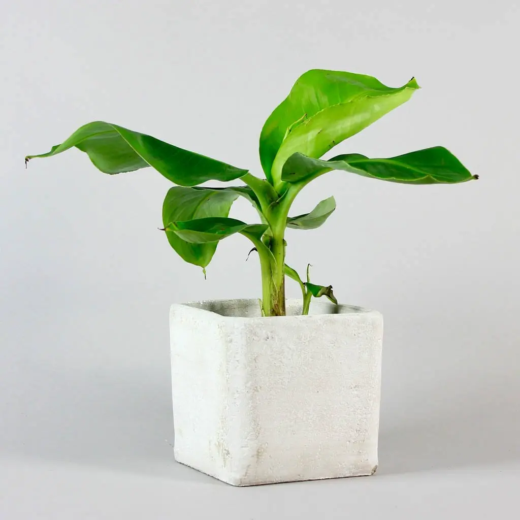 Banaani taim P17cm