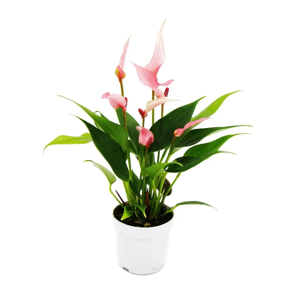 Flamingolill Lilli P7cm