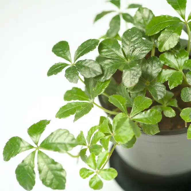Metsviinapuu Sugar Vine P12cm