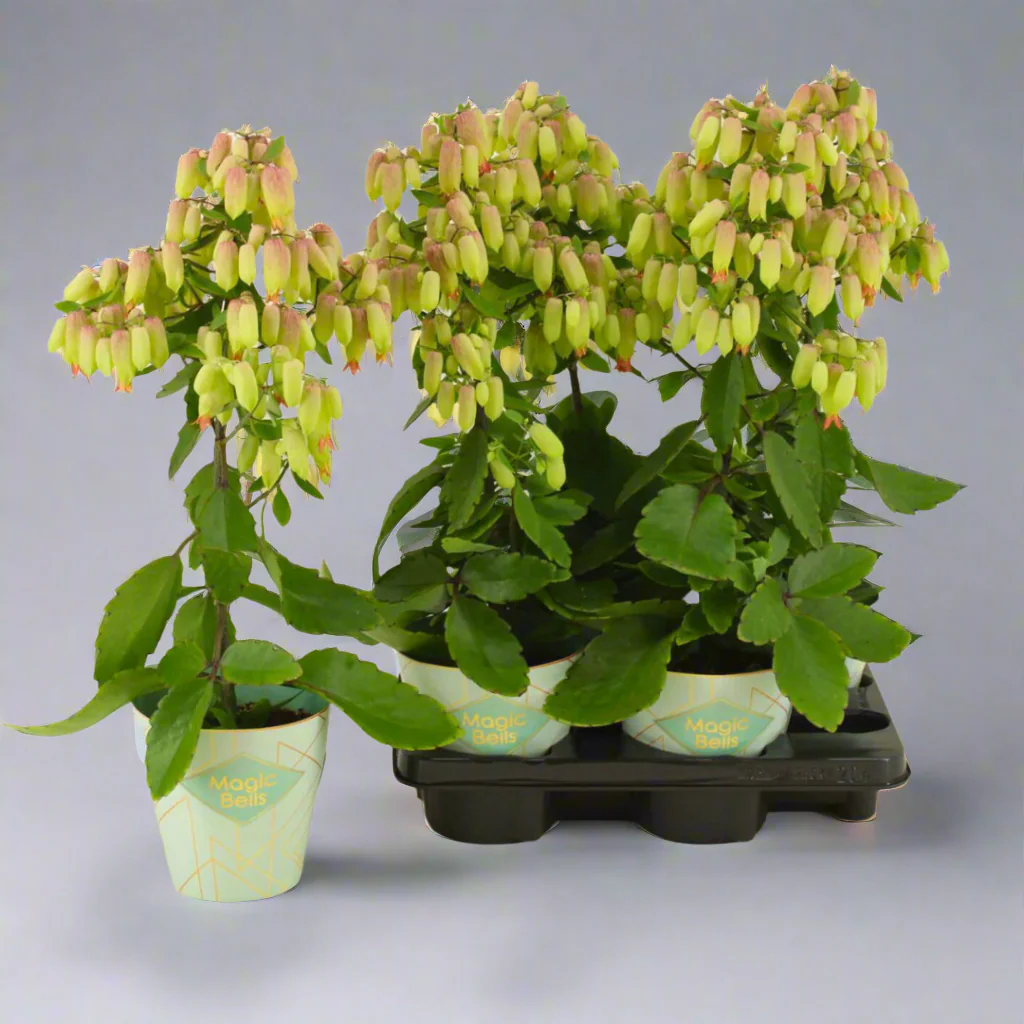 Kalanhoe Magic Bell P14/55cm 