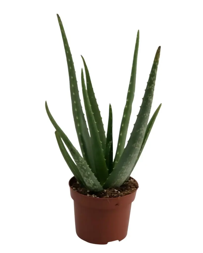 Aaloe vera Ø10,5cm 