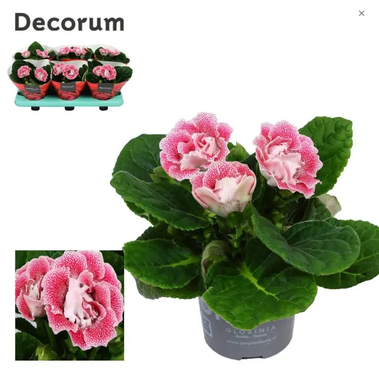 Sinningia Pink Spot P13cm 