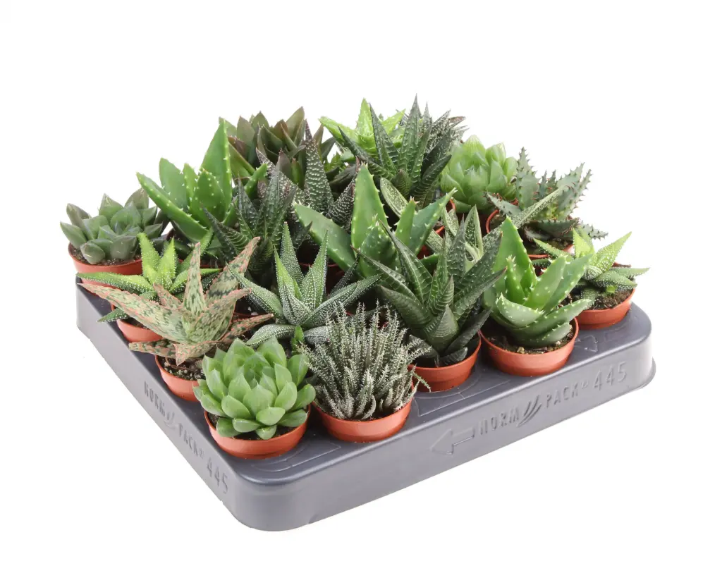 Aaloe 'Haworthia' P10,5cm 
