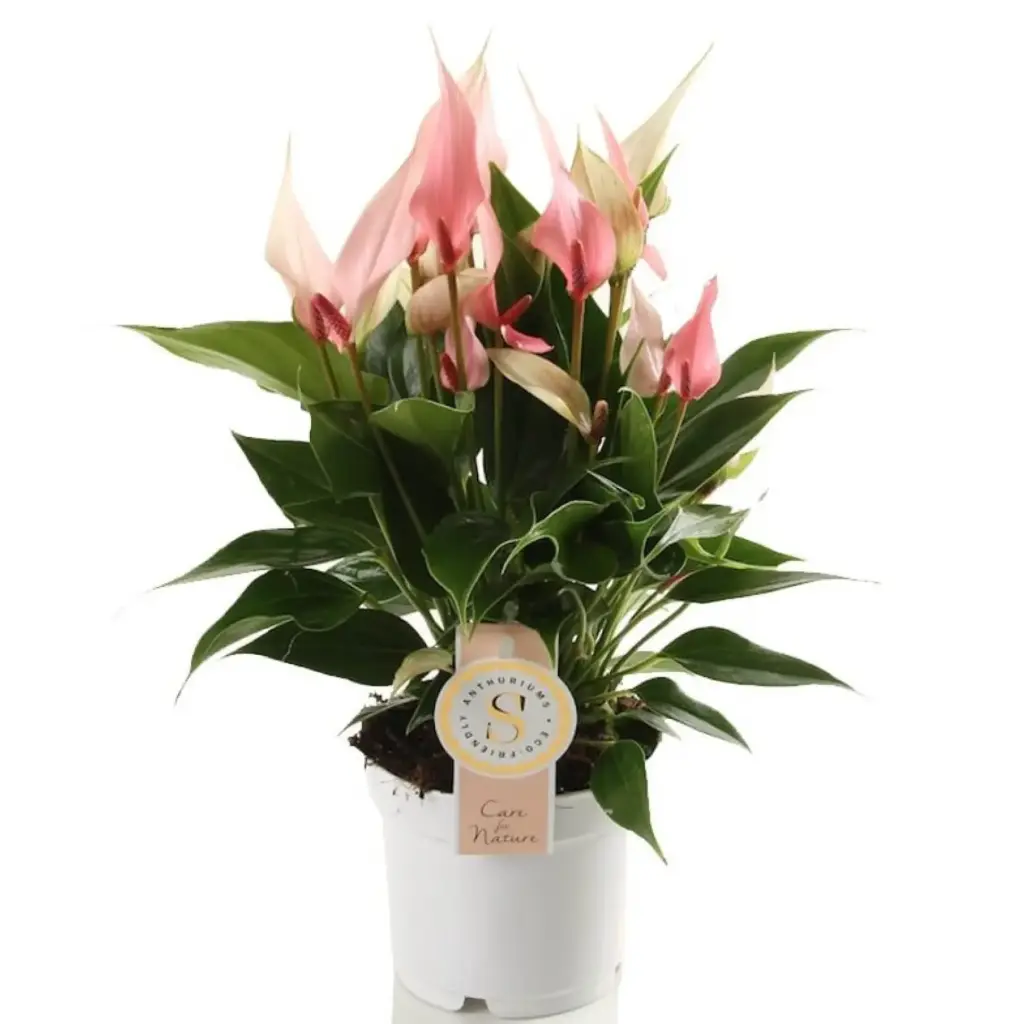 Flamingolill Lilli P14cm 