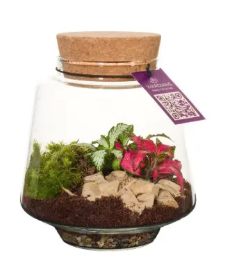 Klaasist terraarium taimedega Ø12,5cm 
