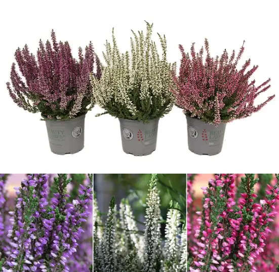 Kanarbik 'Beauty Ladies' Ø9cm