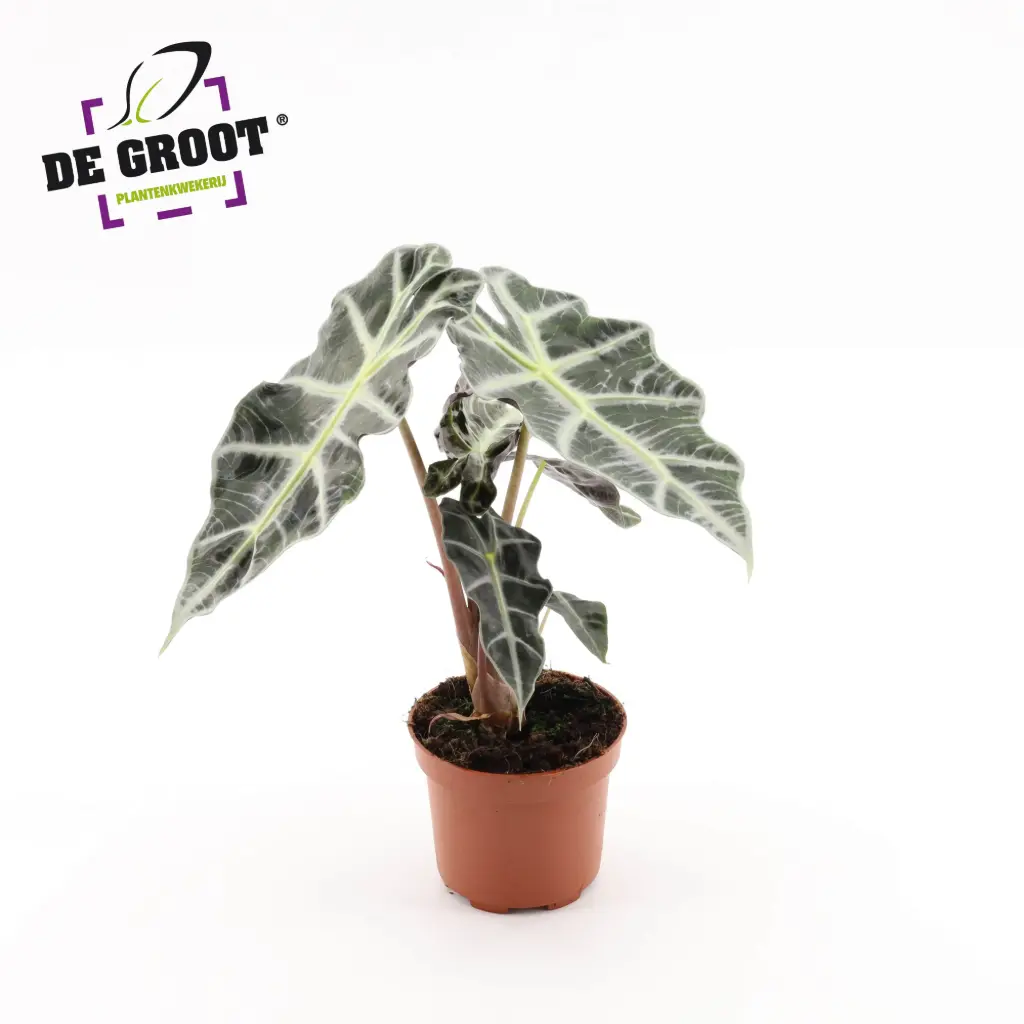 Alokaasia 'Polly' P12cm 