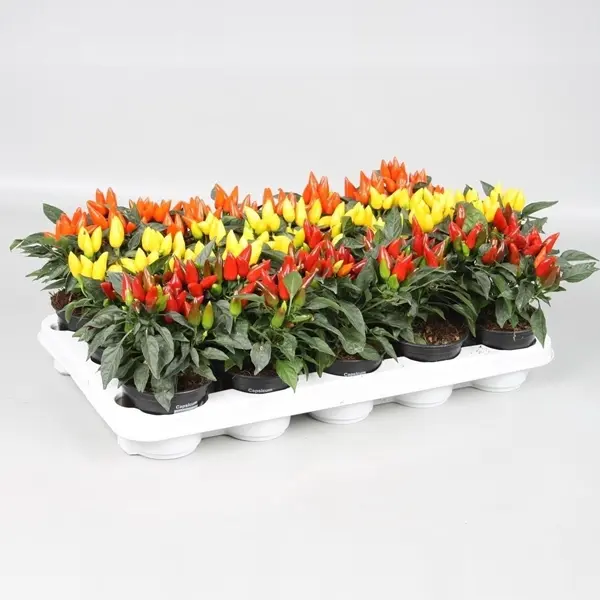 Ilupaprika Salsa mix P10,5cm  