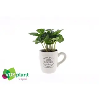 Kohvipuu Arabica tassis P9/15cm 