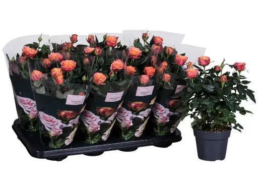Potiroos Patiohit orange P23cm 