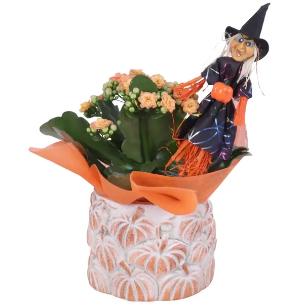 Blossfeldi kalanhoe P12/25cm Halloween
