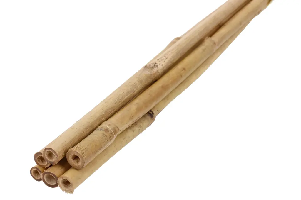 Bambustoed 60cm 6tk