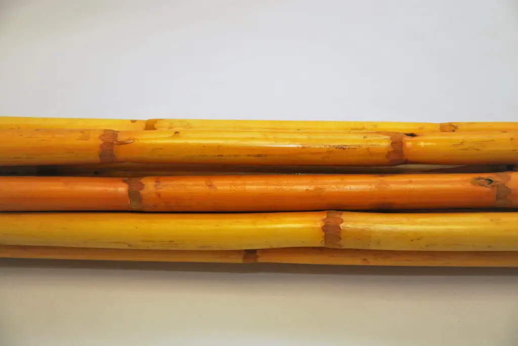 Canna oksad kollane 100cm