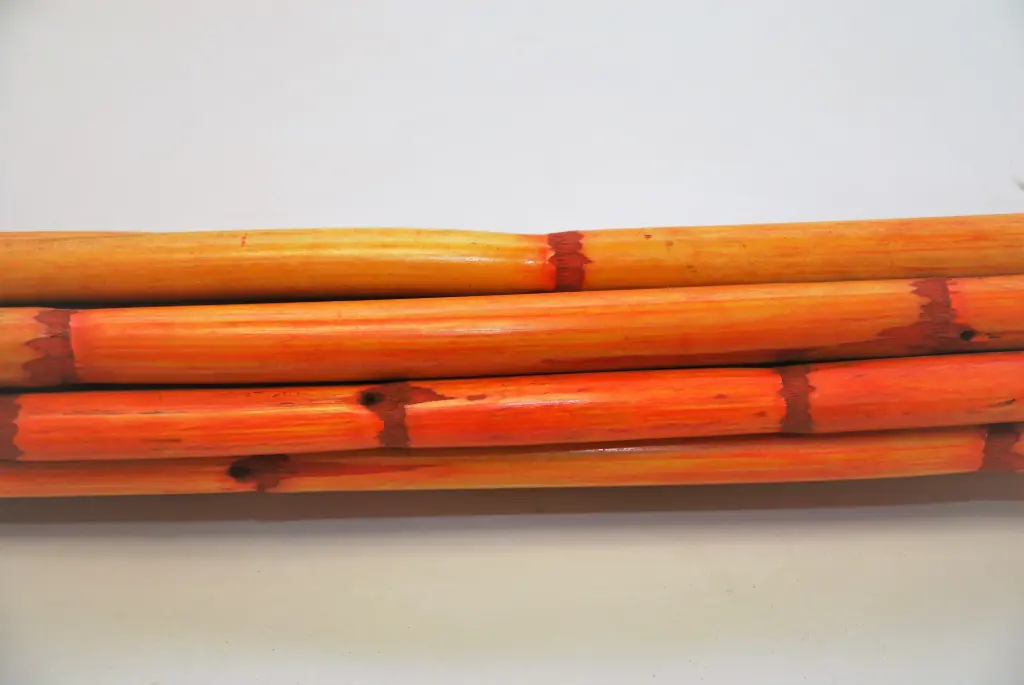 Canna oksad oranž 100cm