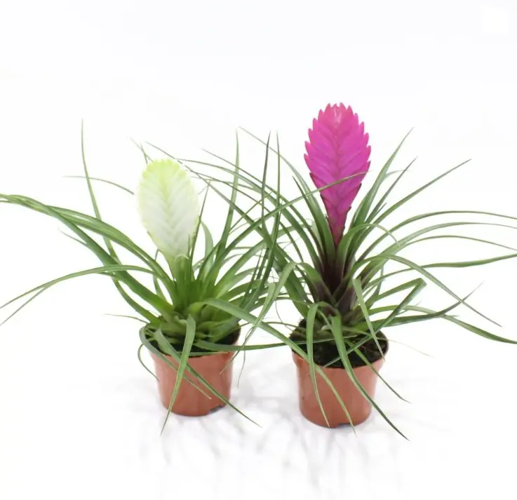 Tillandsia valik P12/30cm