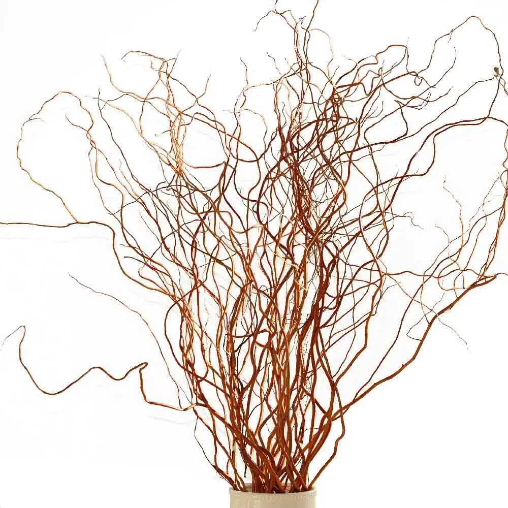 Curly willow 75cm punane