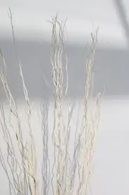Curly willow 75cm valge