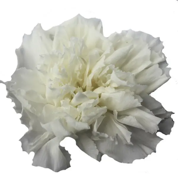 DC Pres.Carnation VALGE