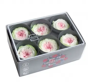 DC Pres.Garden Roses valge/heleroosa/heleroheline