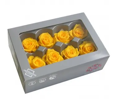 DC Pres.Roses Standard KOLLANE (tükiga)