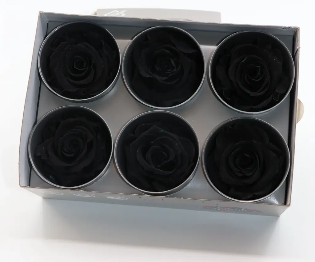 DC Pres.Roses Standard MUST