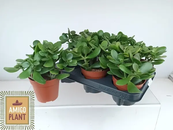 Portulak-turdleht P10,5/25cm 