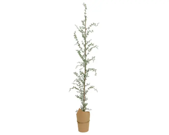 Dekoratiivne lehis paberpotis h170cm