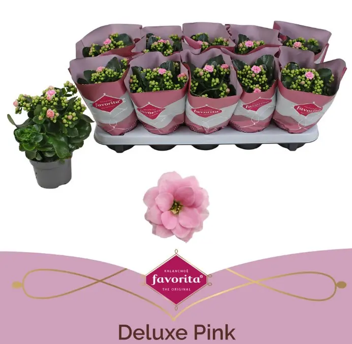 Kalanhoe Perfecta Pink P10,5cm 