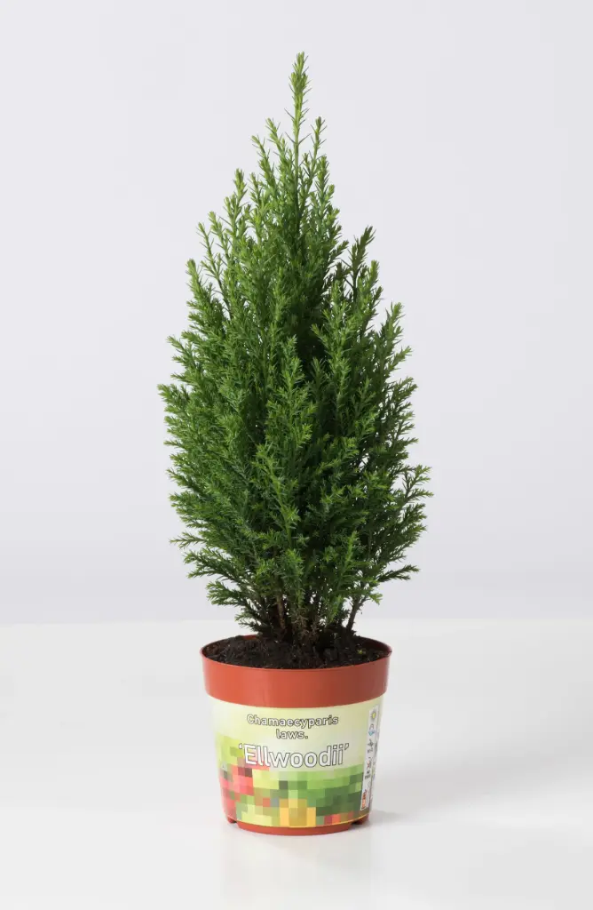 Ebaküpress Ellwoodii 13Ø 45cm