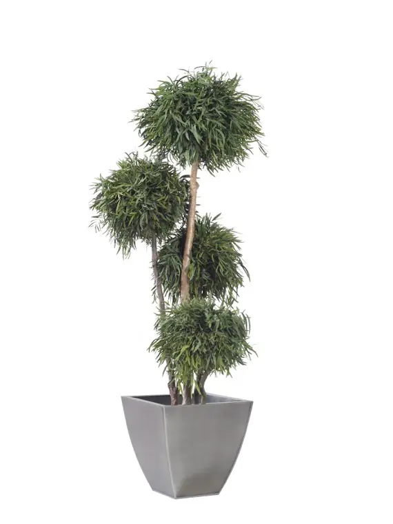 Eükalüpt Nicholii-4 palli 180cm
