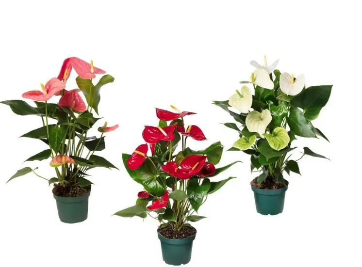 Flamingolill Ø14cm