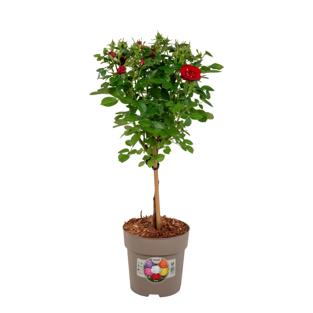 Potiroos tüvel P15/55cm