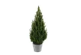 Kanada kuusk 'December 19Ø 70cm