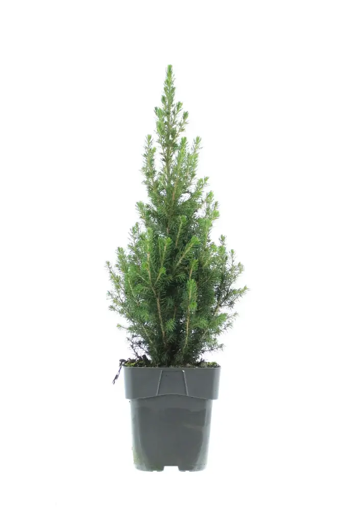 Kanada kuusk 'Perfecta' 23Ø 80cm