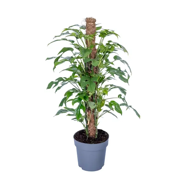 Lõhislehine tüveköis/Monstera 'Minima' P19/85cm