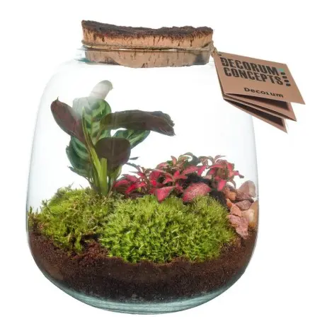 Klaasist terraarium taimedega P19/26cm  