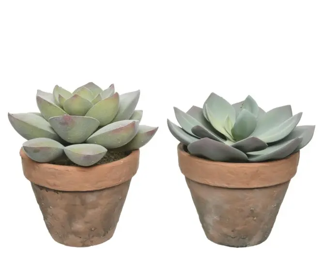 Kunstlill sukulent potis h21cm erinevad