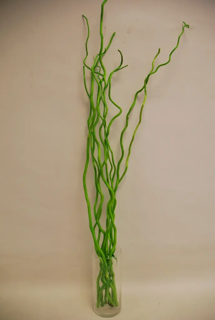 Kuwa 100cm heleroheline